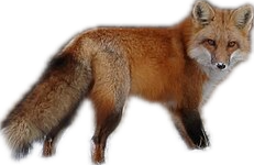 A red fox specimen, mid-bout